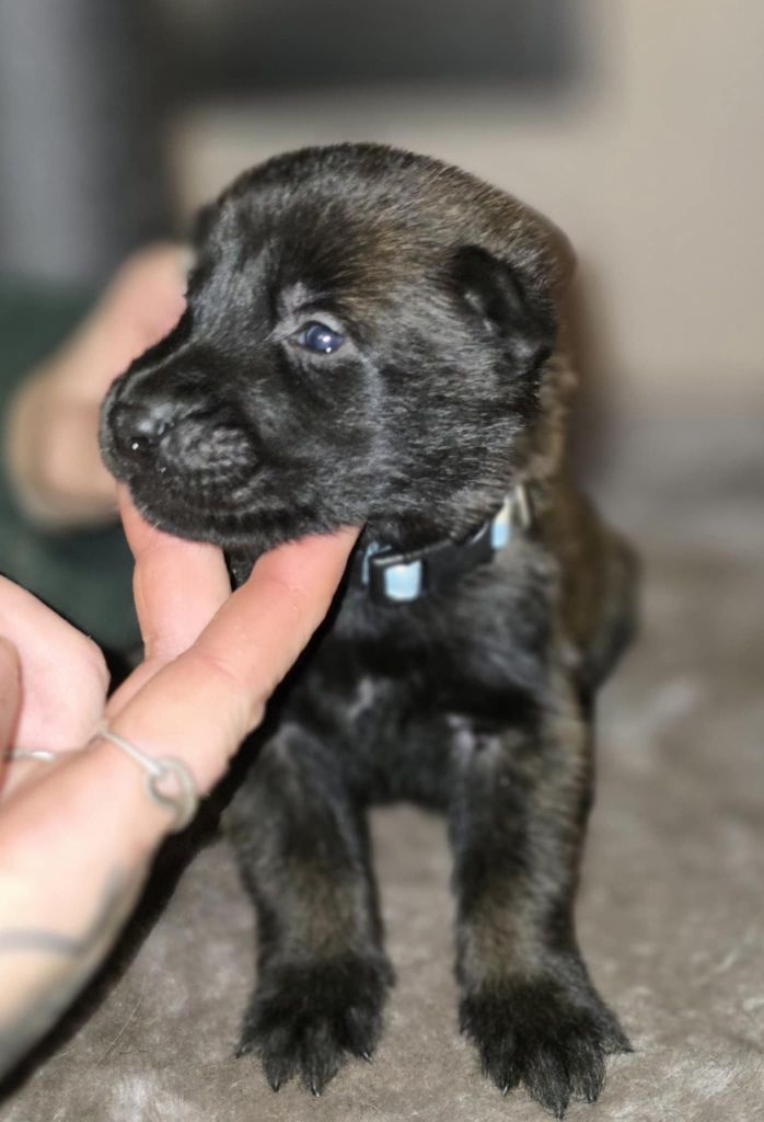 De La Forêt De L'espérance - Chiot disponible  - Berger Belge