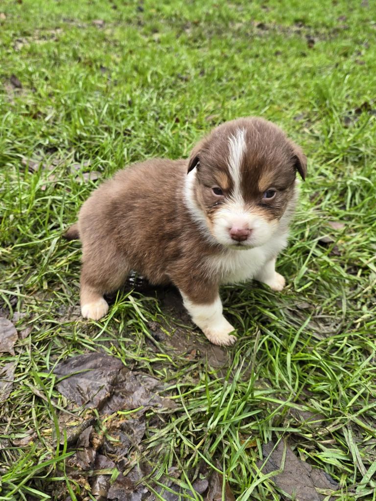 De La Forêt De L'espérance - Chiot disponible  - Berger Australien