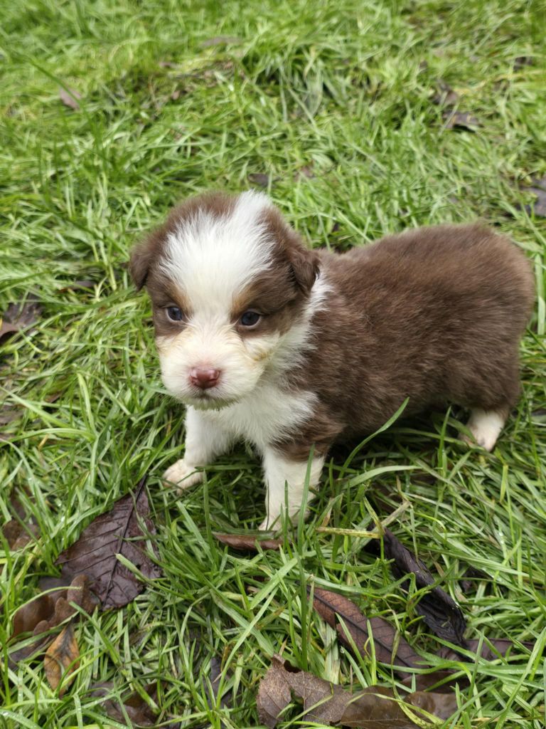 De La Forêt De L'espérance - Chiot disponible  - Berger Australien