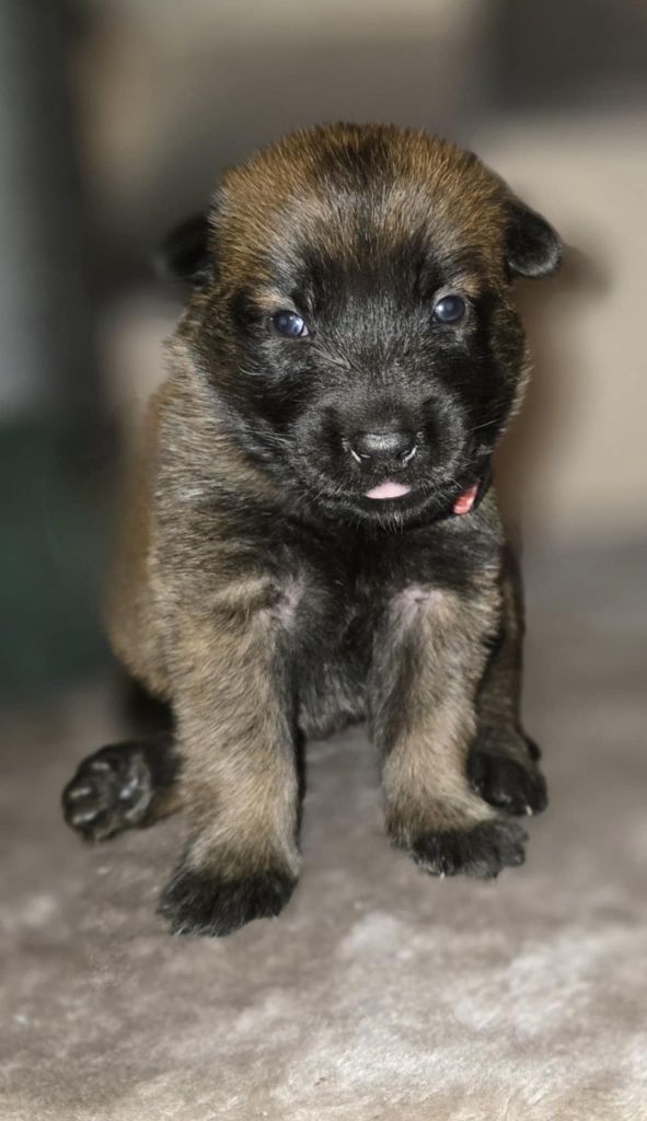 De La Forêt De L'espérance - Chiot disponible  - Berger Belge