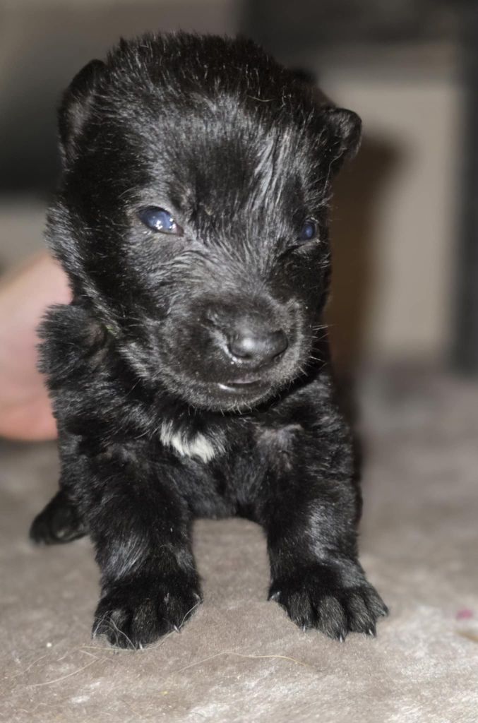 De La Forêt De L'espérance - Chiot disponible  - Berger Belge