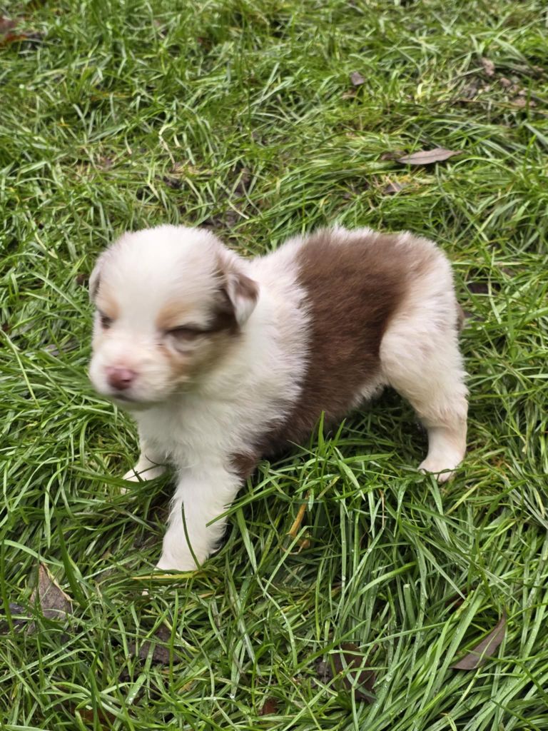 De La Forêt De L'espérance - Chiot disponible  - Berger Australien