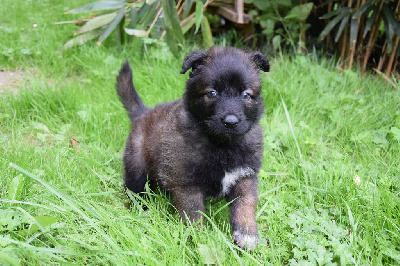 CHIOT male jaune  v'cadoudal