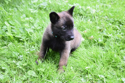 CHIOT  male bleu  v ' zeus