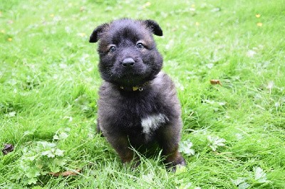 CHIOT male jaune  v'cadoudal