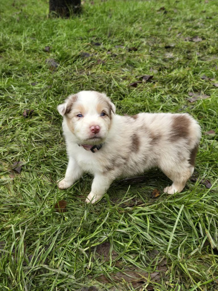 De La Forêt De L'espérance - Chiot disponible  - Berger Australien