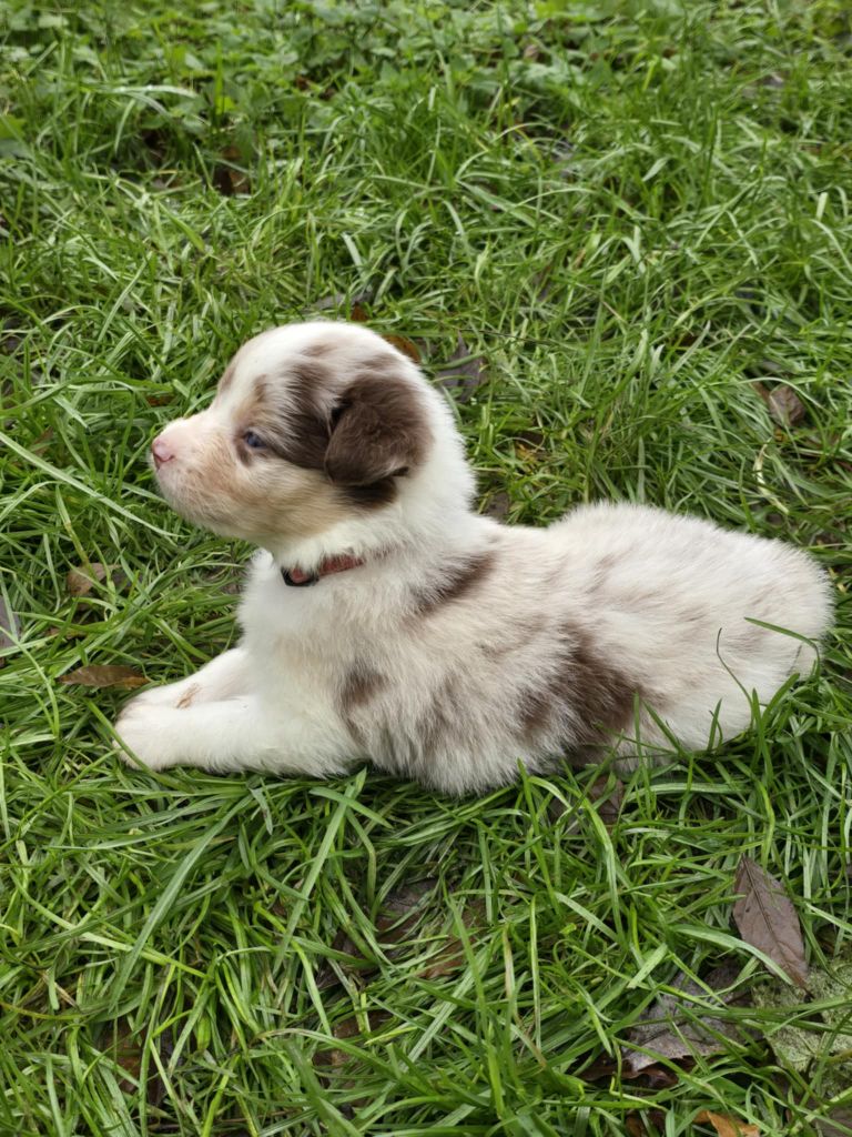 De La Forêt De L'espérance - Chiot disponible  - Berger Australien