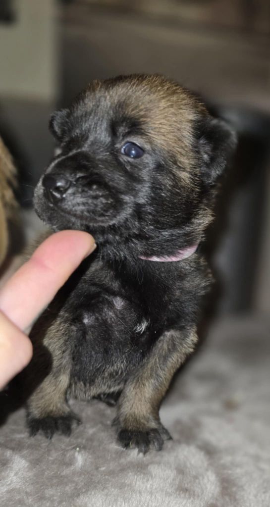 De La Forêt De L'espérance - Chiot disponible  - Berger Belge