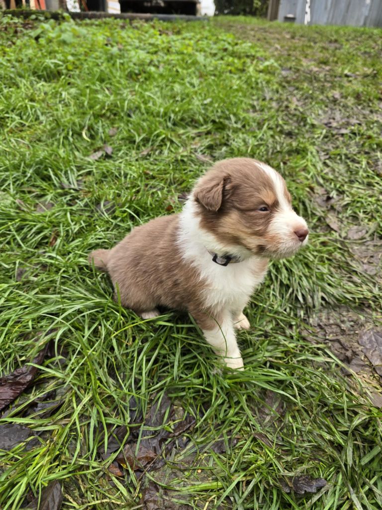 De La Forêt De L'espérance - Chiot disponible  - Berger Australien