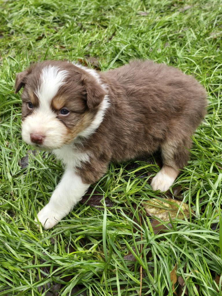 De La Forêt De L'espérance - Chiot disponible  - Berger Australien