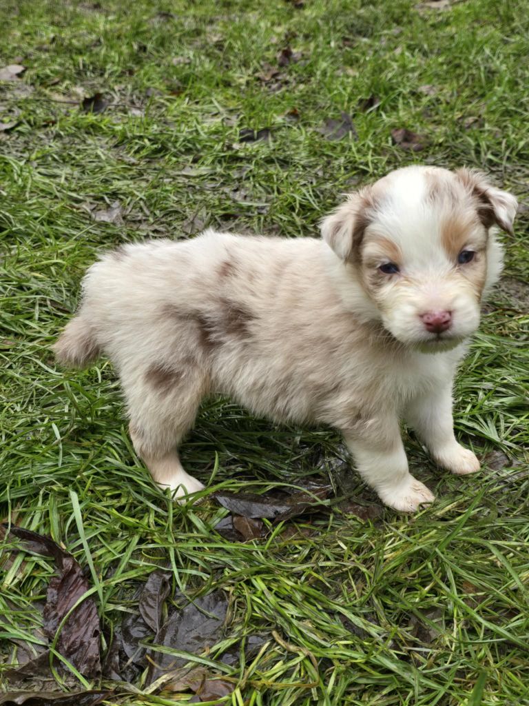 De La Forêt De L'espérance - Chiot disponible  - Berger Australien