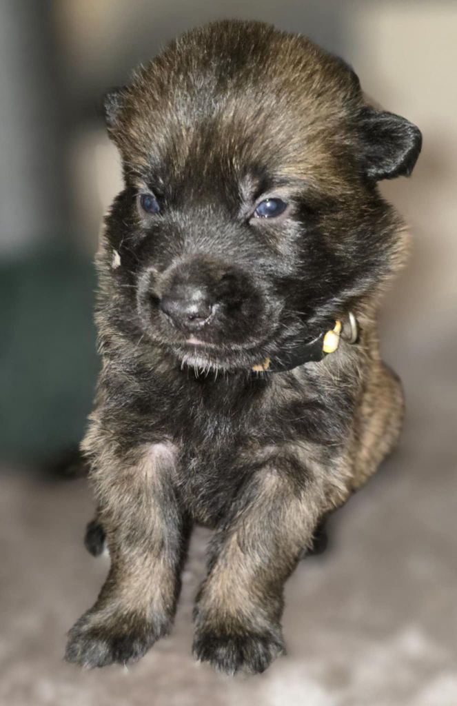 De La Forêt De L'espérance - Chiot disponible  - Berger Belge