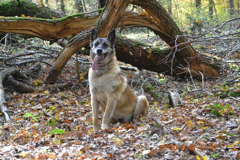 Andjy Des loups mutins