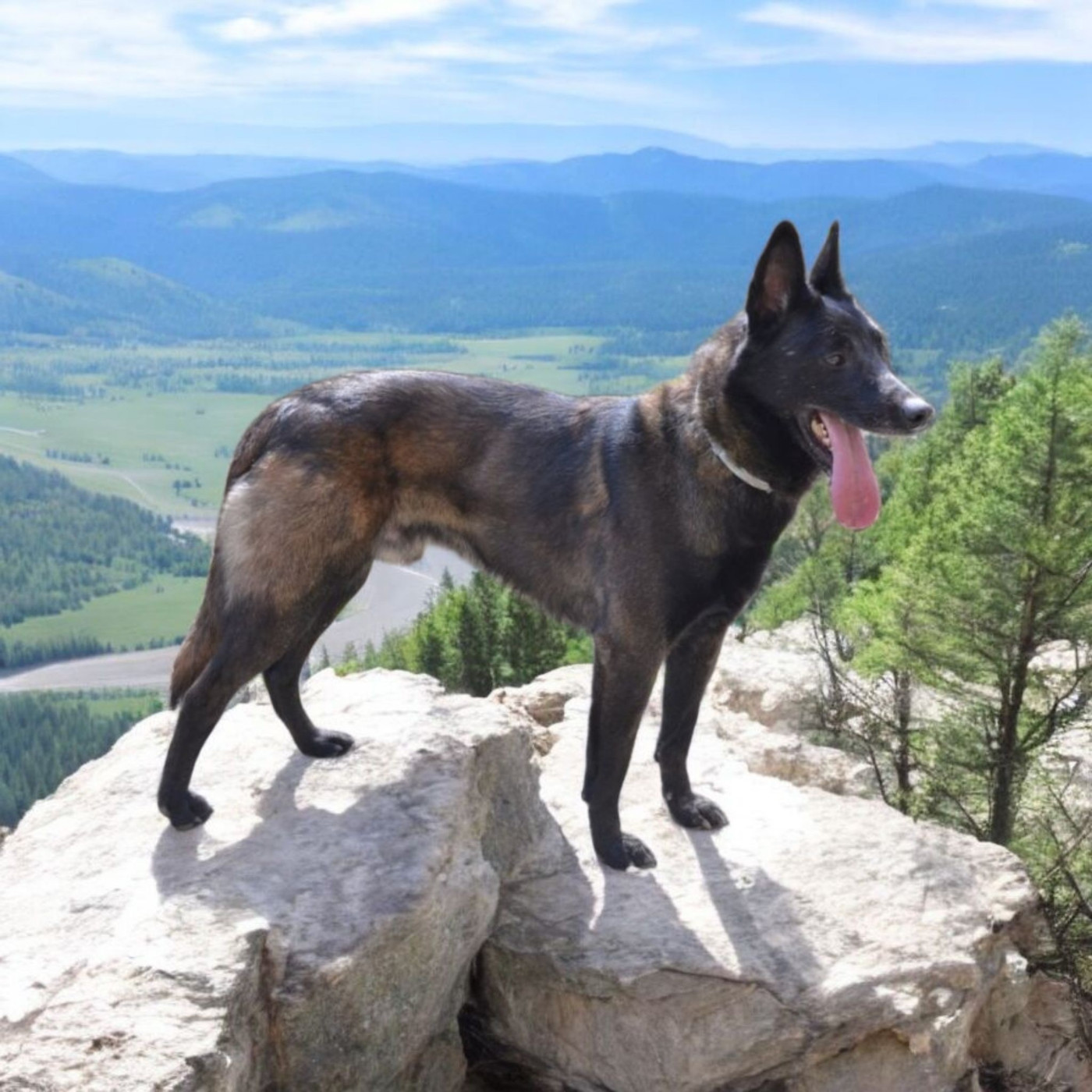Junior De La Forêt De L'espérance