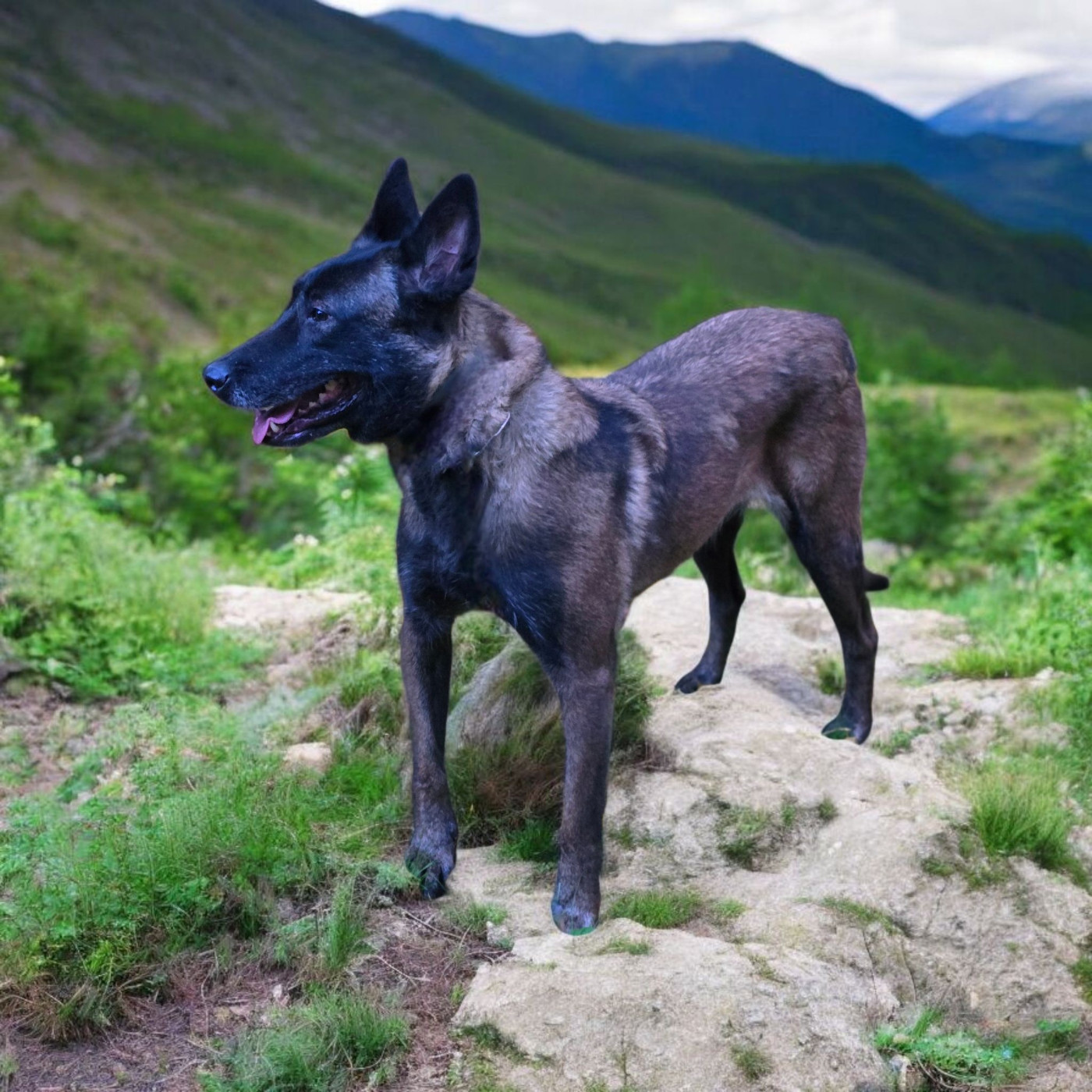 R'zia De La Forêt De L'espérance