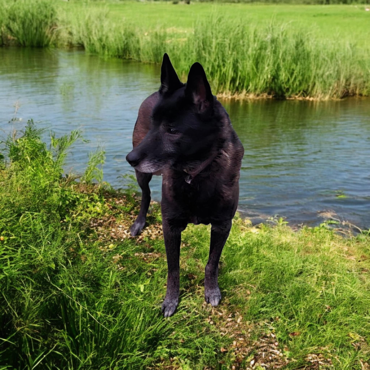 Junior De La Forêt De L'espérance