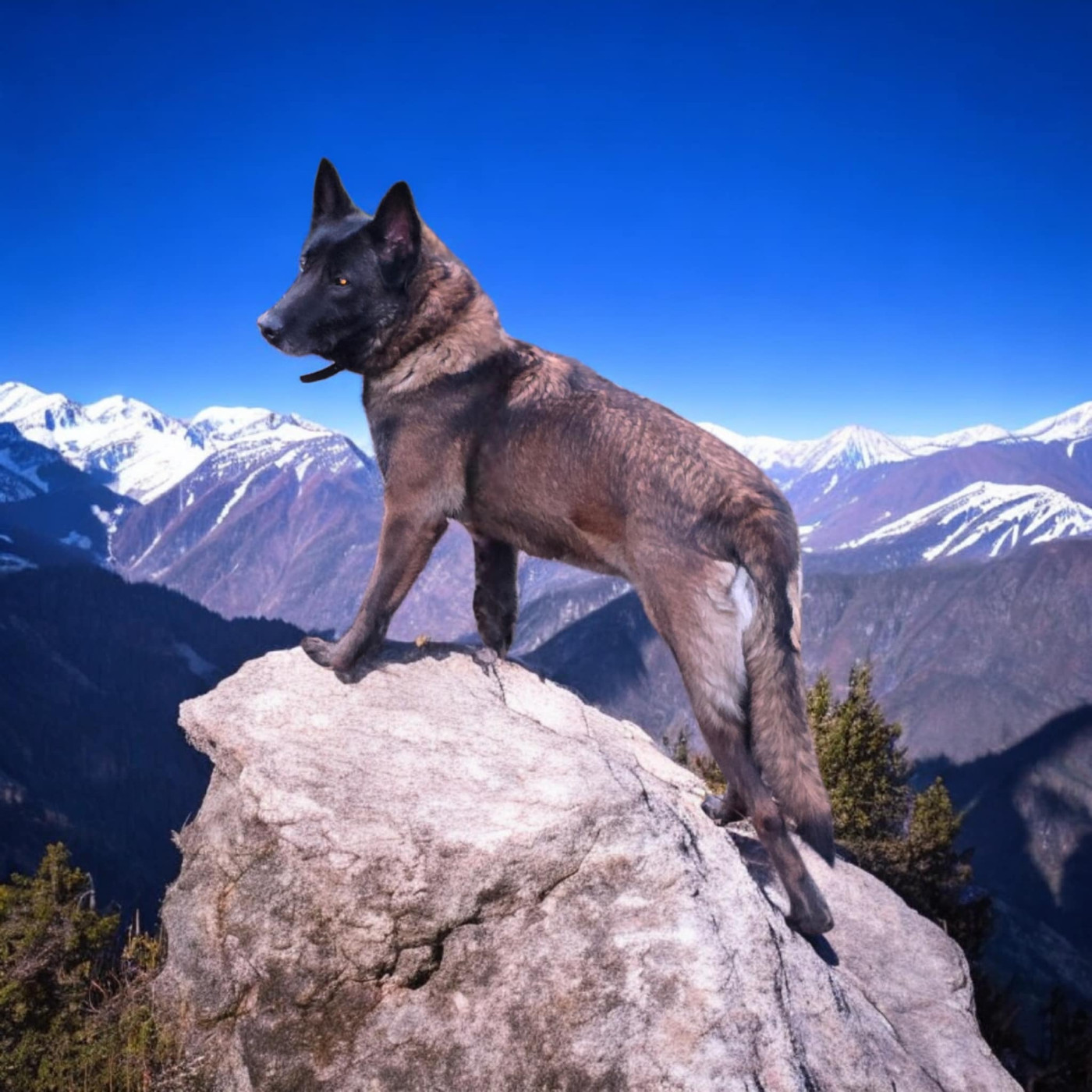 R'zia De La Forêt De L'espérance