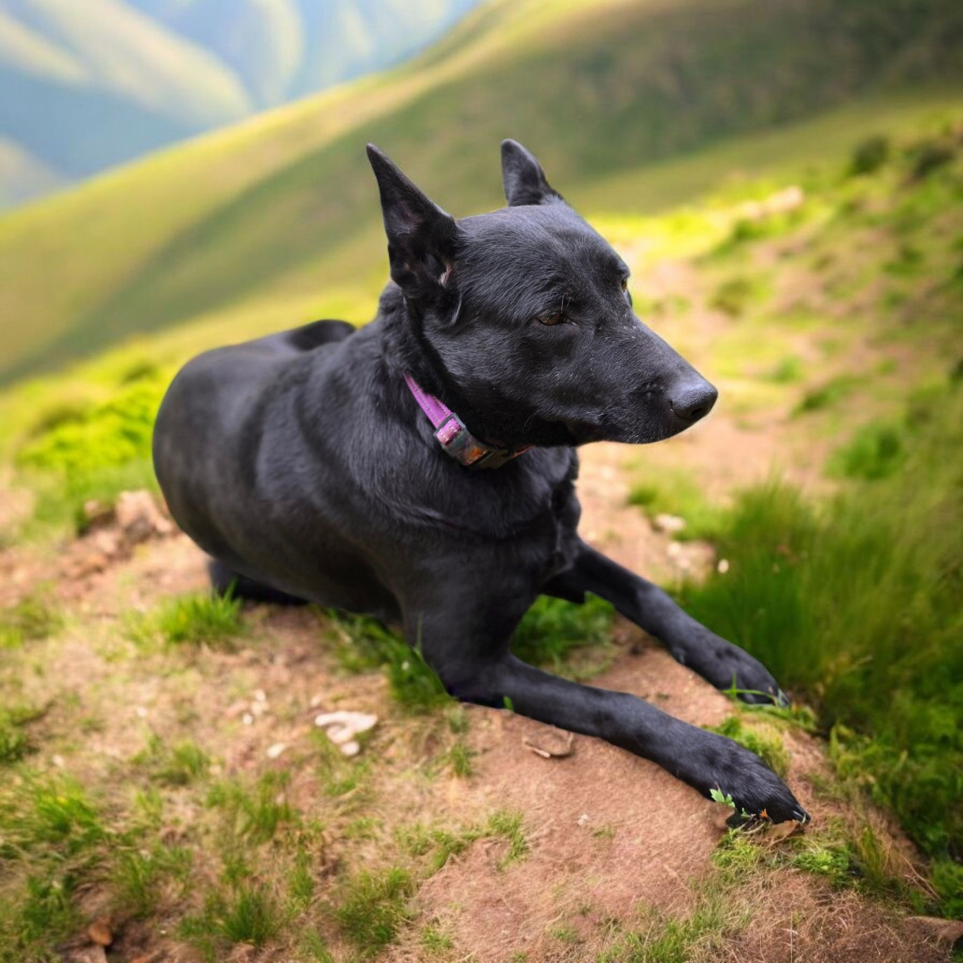 Red'up jump De La Clique Des Lous'tics