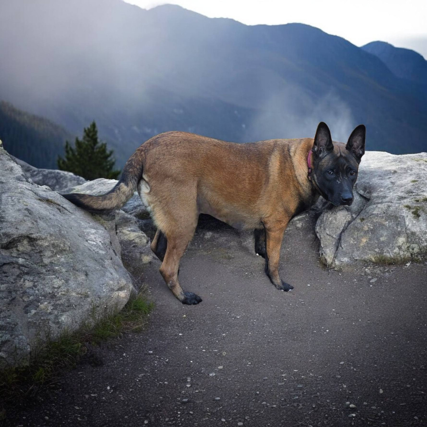 Twilight De la brigade des colosses