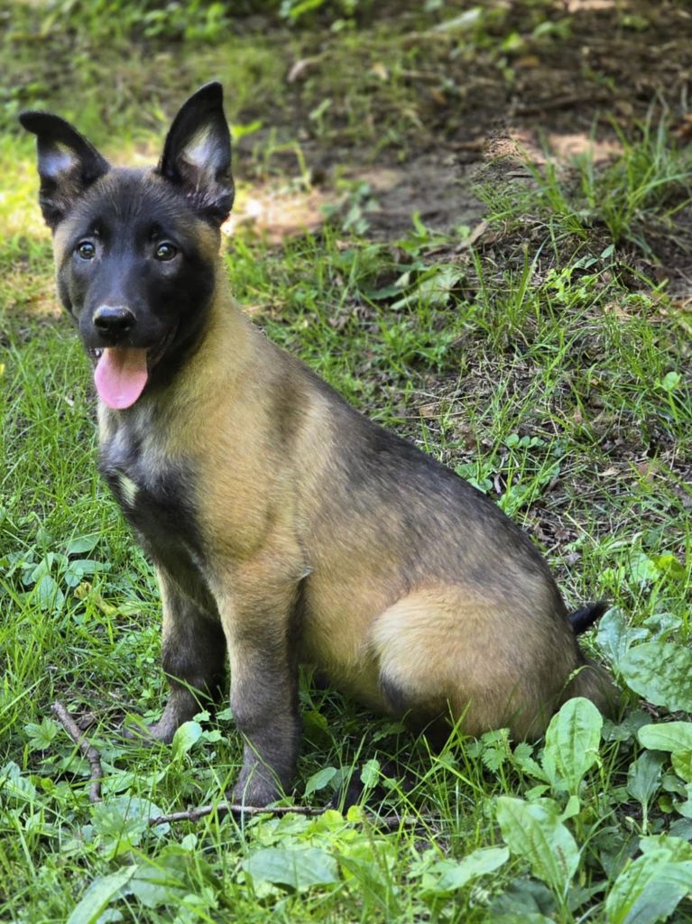 De La Forêt De L'espérance - fem malinois lof dispo née le 20 mai 25