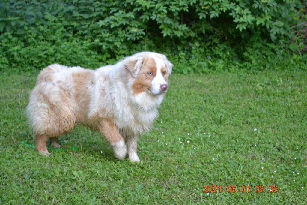 arrêt de la race en vente f'rhys 