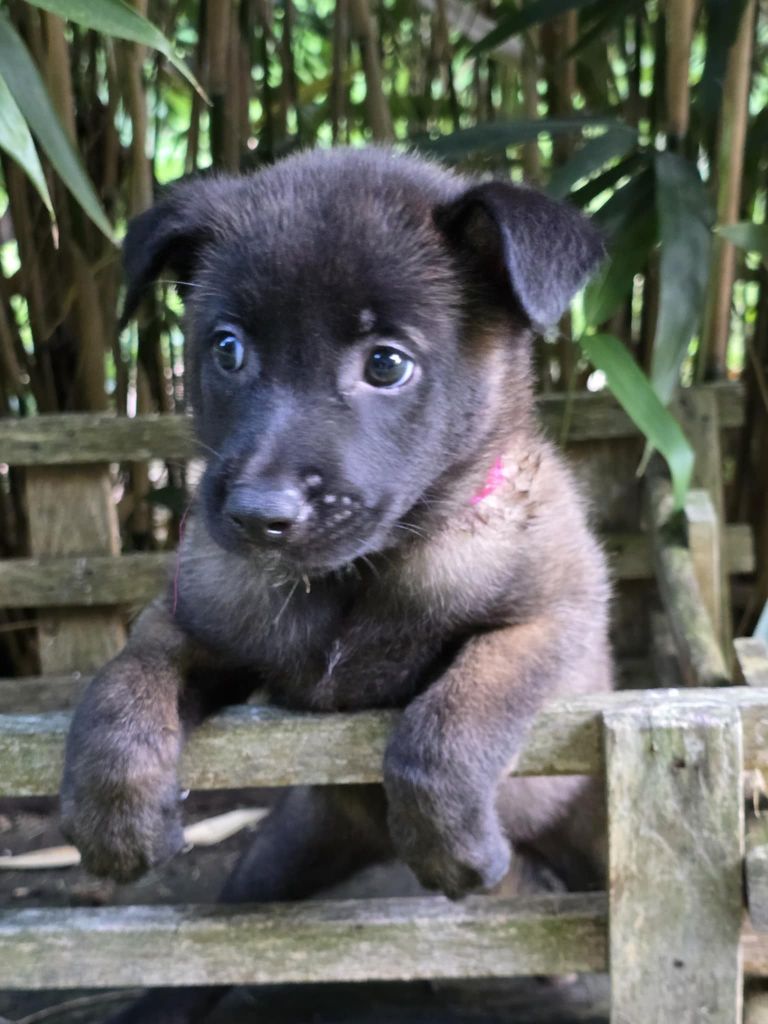 De La Forêt De L'espérance - Chiots disponibles - Berger Belge