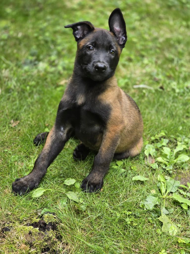 De La Forêt De L'espérance - Chiots disponibles - Berger Belge