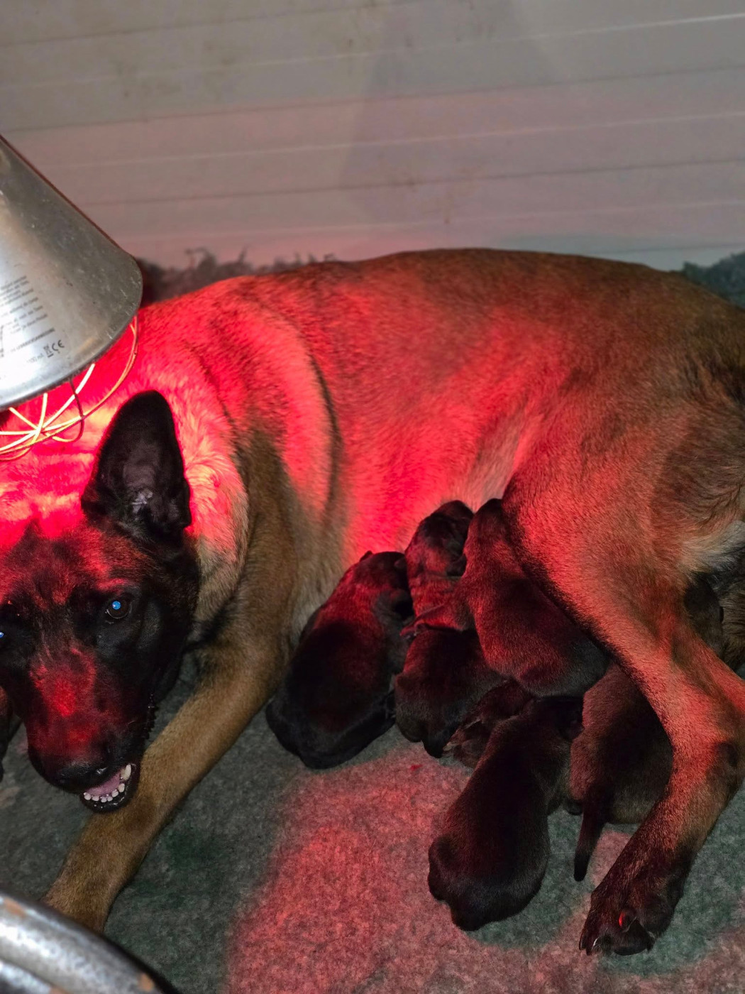 Chiot Berger Belge De La Forêt De L'espérance