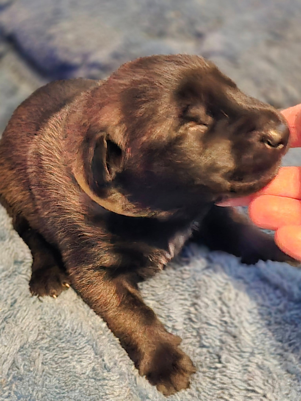 De La Forêt De L'espérance - Chiots disponibles - Berger Belge