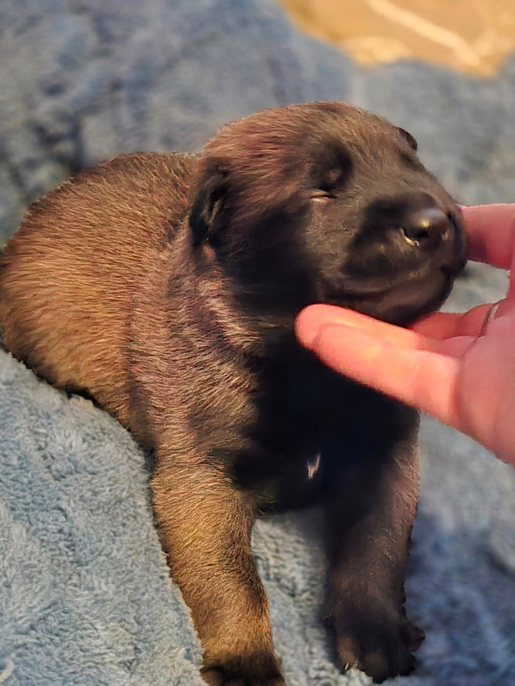 De La Forêt De L'espérance - Chiots disponibles - Berger Belge