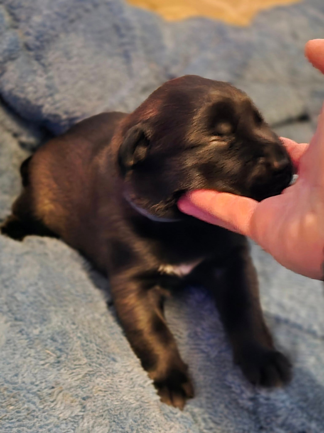 De La Forêt De L'espérance - Chiots disponibles - Berger Belge