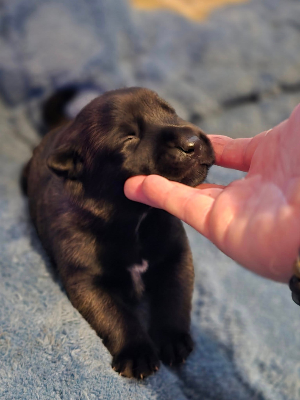 De La Forêt De L'espérance - Chiots disponibles - Berger Belge