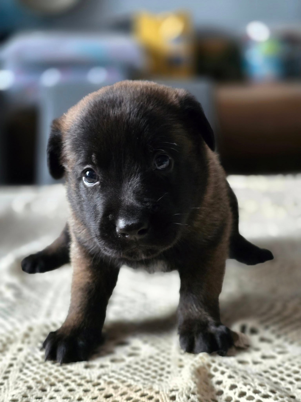 De La Forêt De L'espérance - Chiots disponibles - Berger Belge