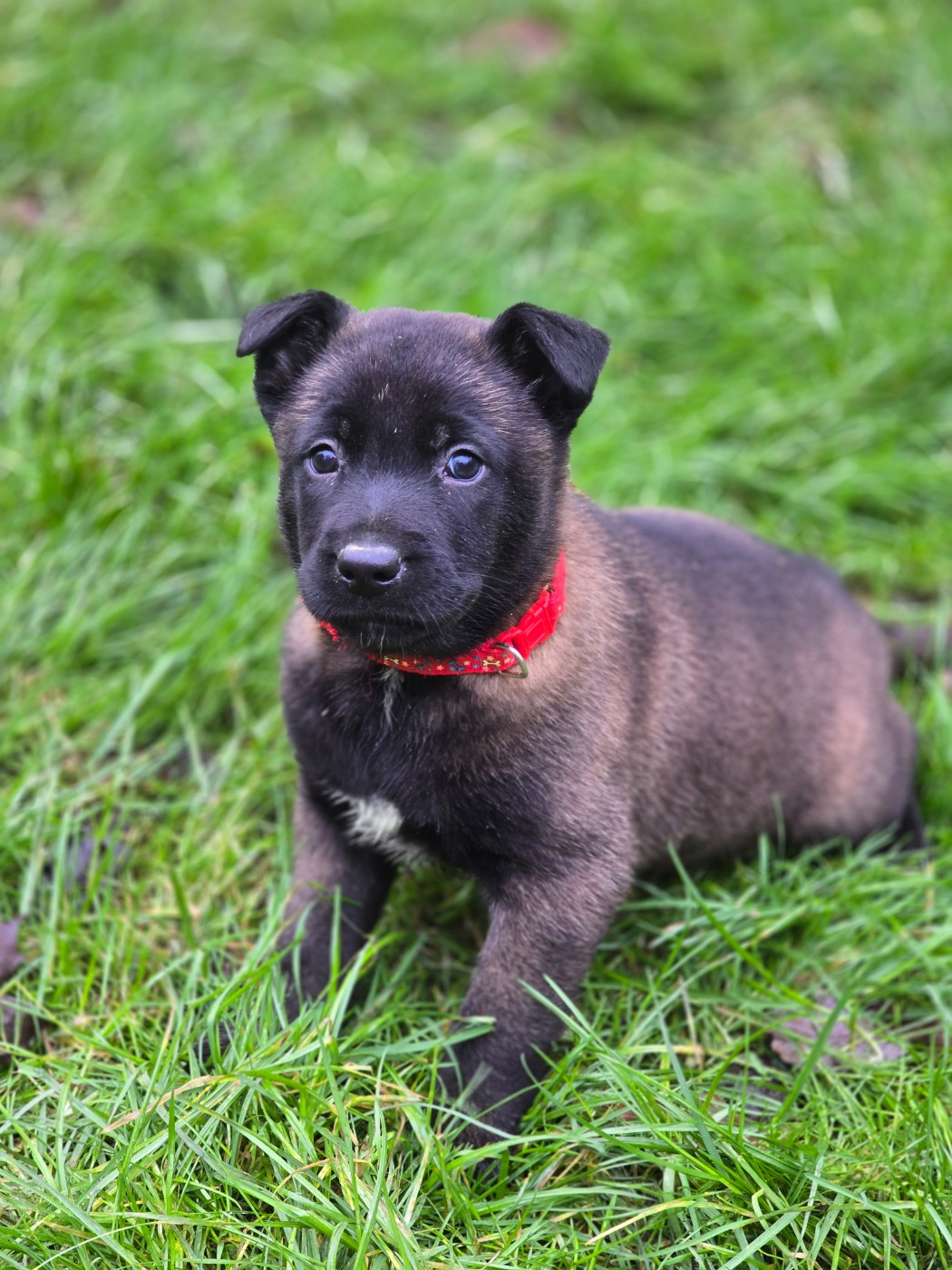 De La Forêt De L'espérance - Chiots disponibles - Berger Belge