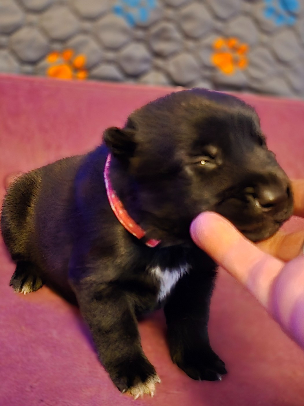 De La Forêt De L'espérance - Chiots disponibles - Berger Belge