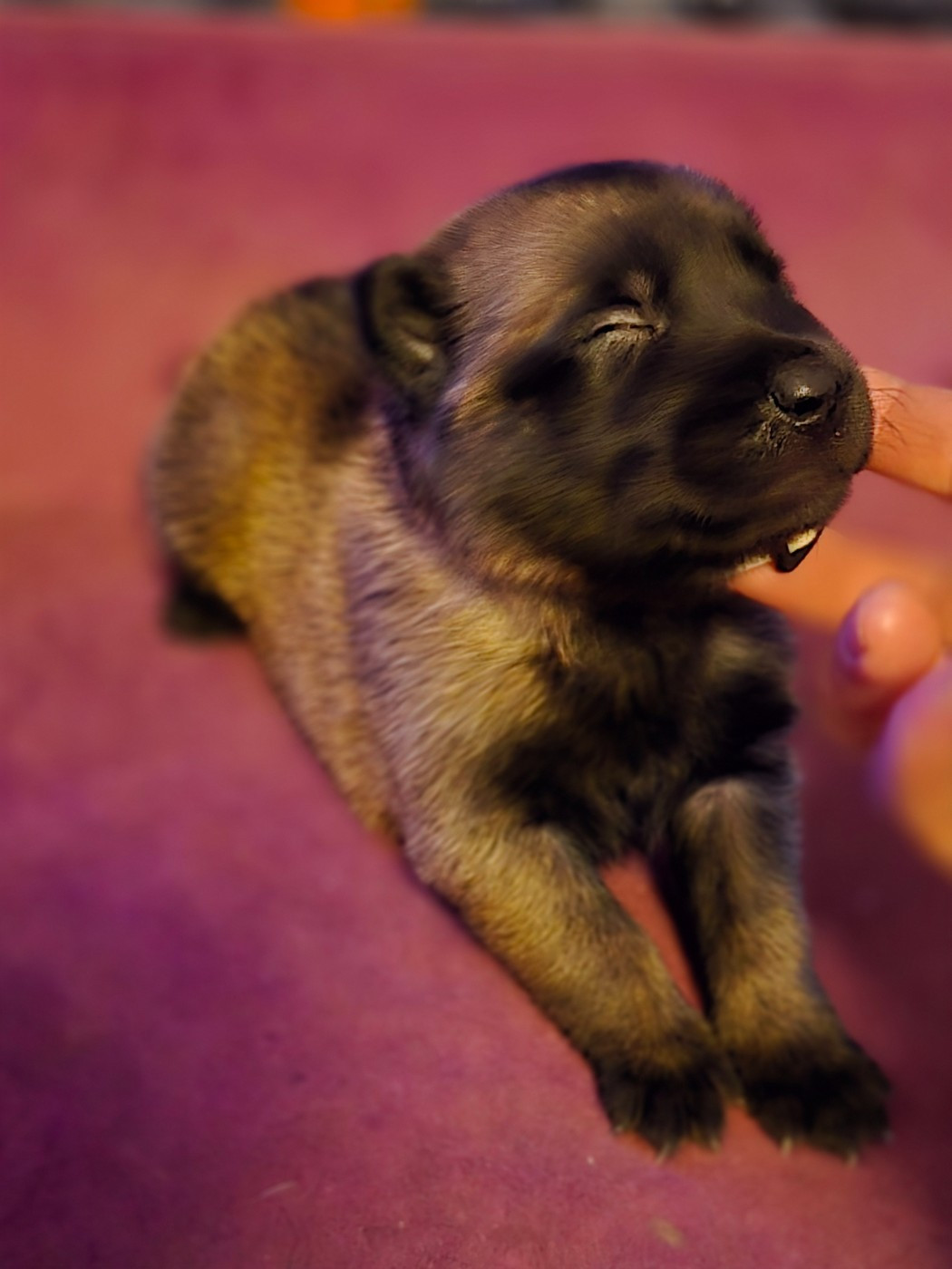 De La Forêt De L'espérance - Chiots disponibles - Berger Belge