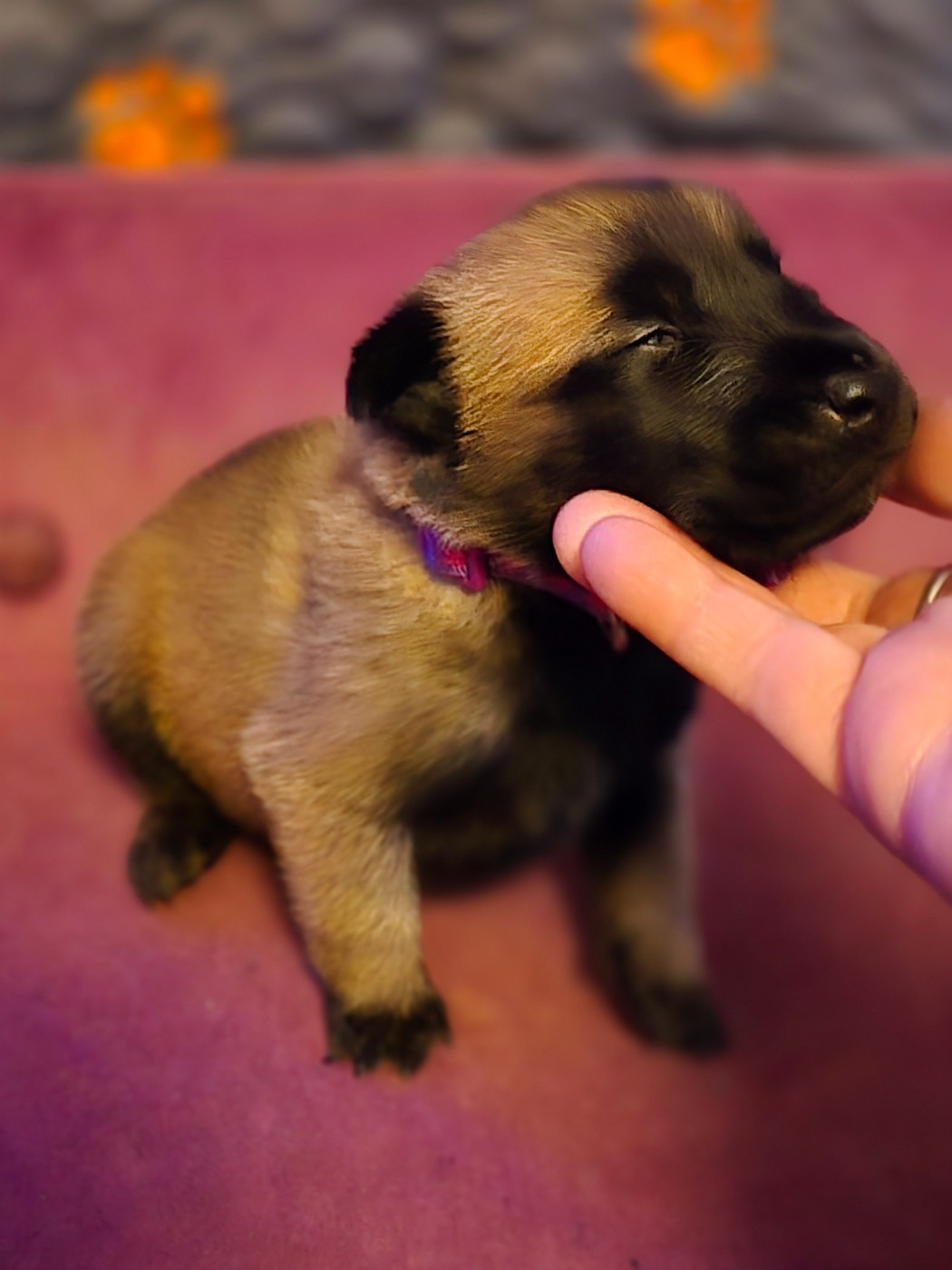 De La Forêt De L'espérance - Chiots disponibles - Berger Belge