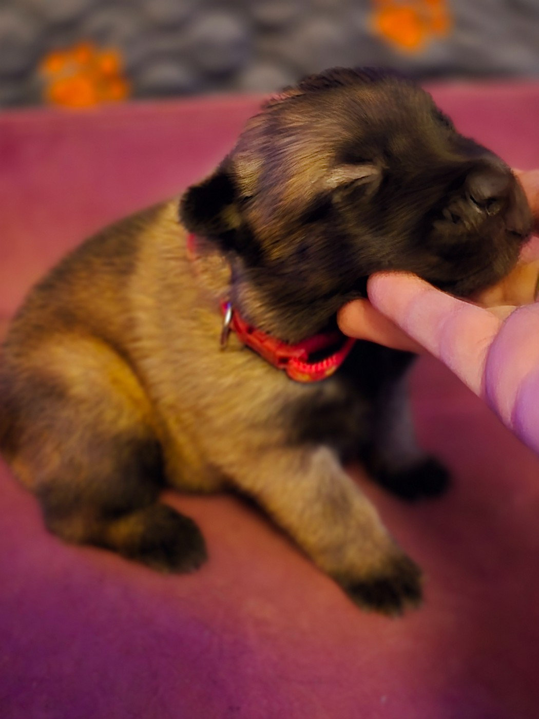 De La Forêt De L'espérance - Chiots disponibles - Berger Belge