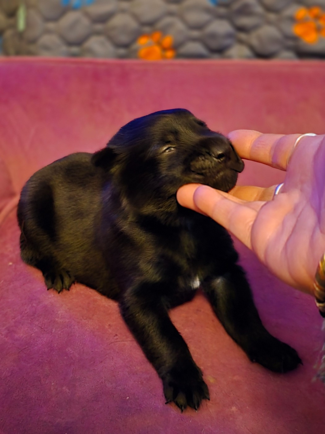 De La Forêt De L'espérance - Chiots disponibles - Berger Belge