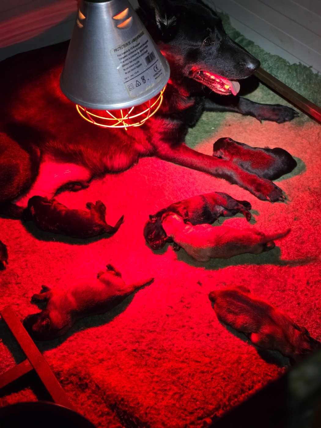 Chiot Berger Belge De La Forêt De L'espérance