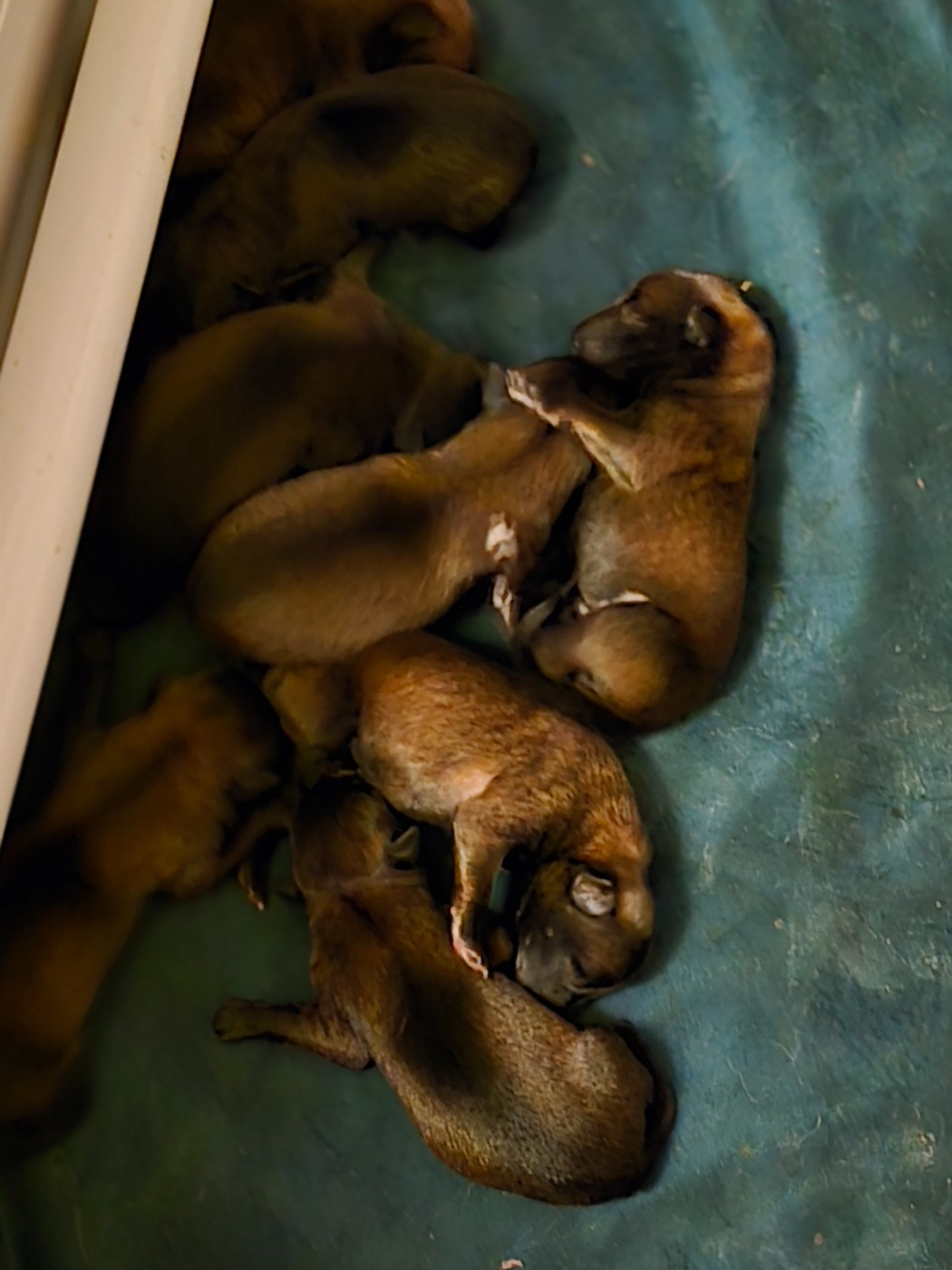 Chiot Berger Belge De La Forêt De L'espérance