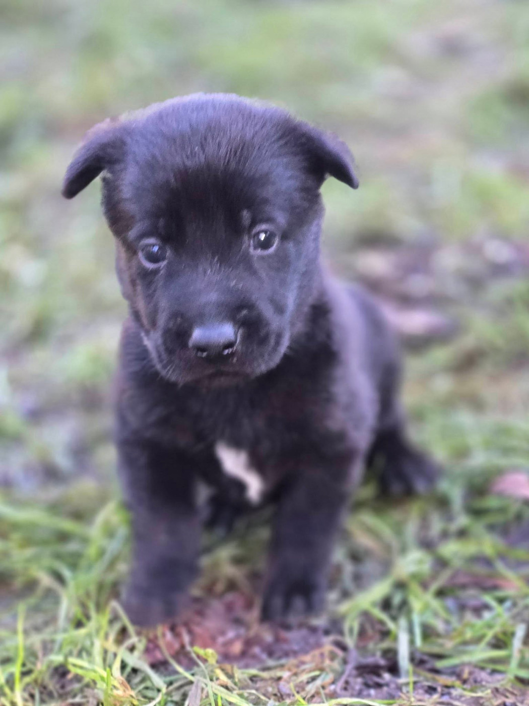De La Forêt De L'espérance - Chiots disponibles - Berger Belge