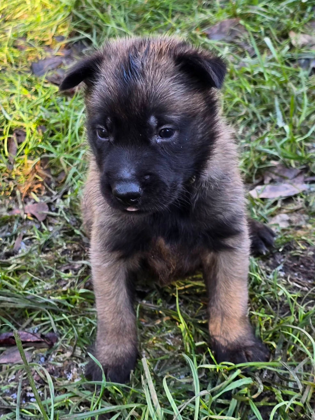 De La Forêt De L'espérance - Chiots disponibles - Berger Belge