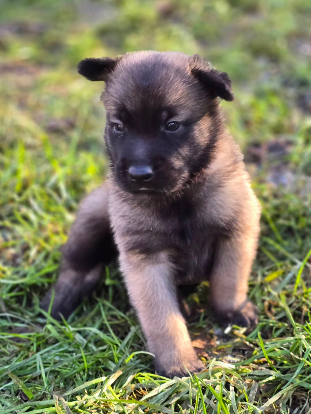 De La Forêt De L'espérance - Chiots disponibles - Berger Belge
