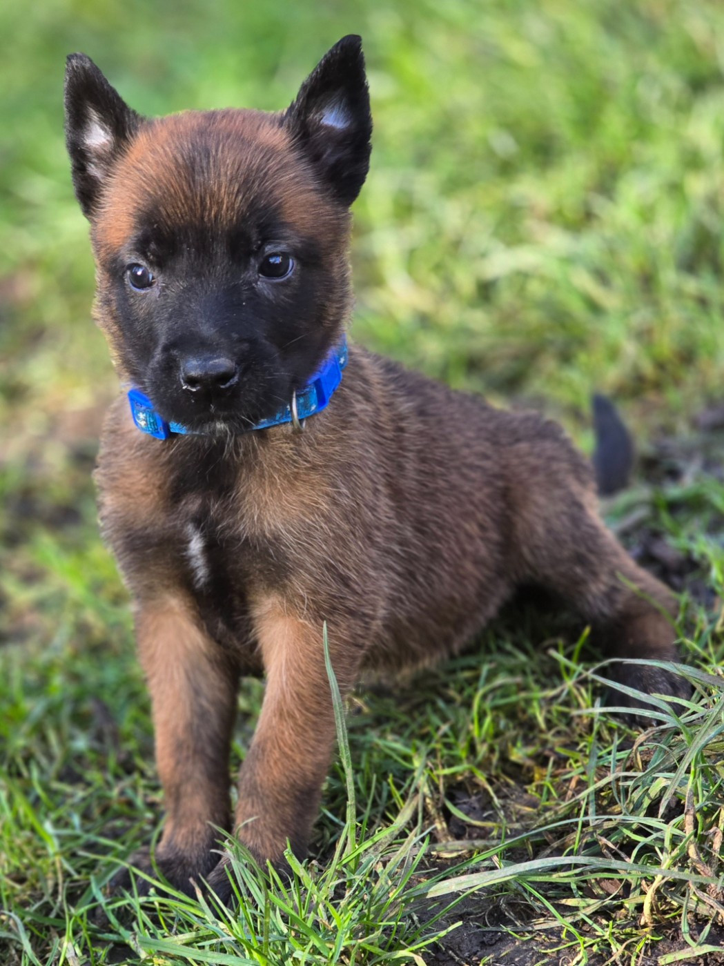 De La Forêt De L'espérance - Chiots disponibles - Berger Belge