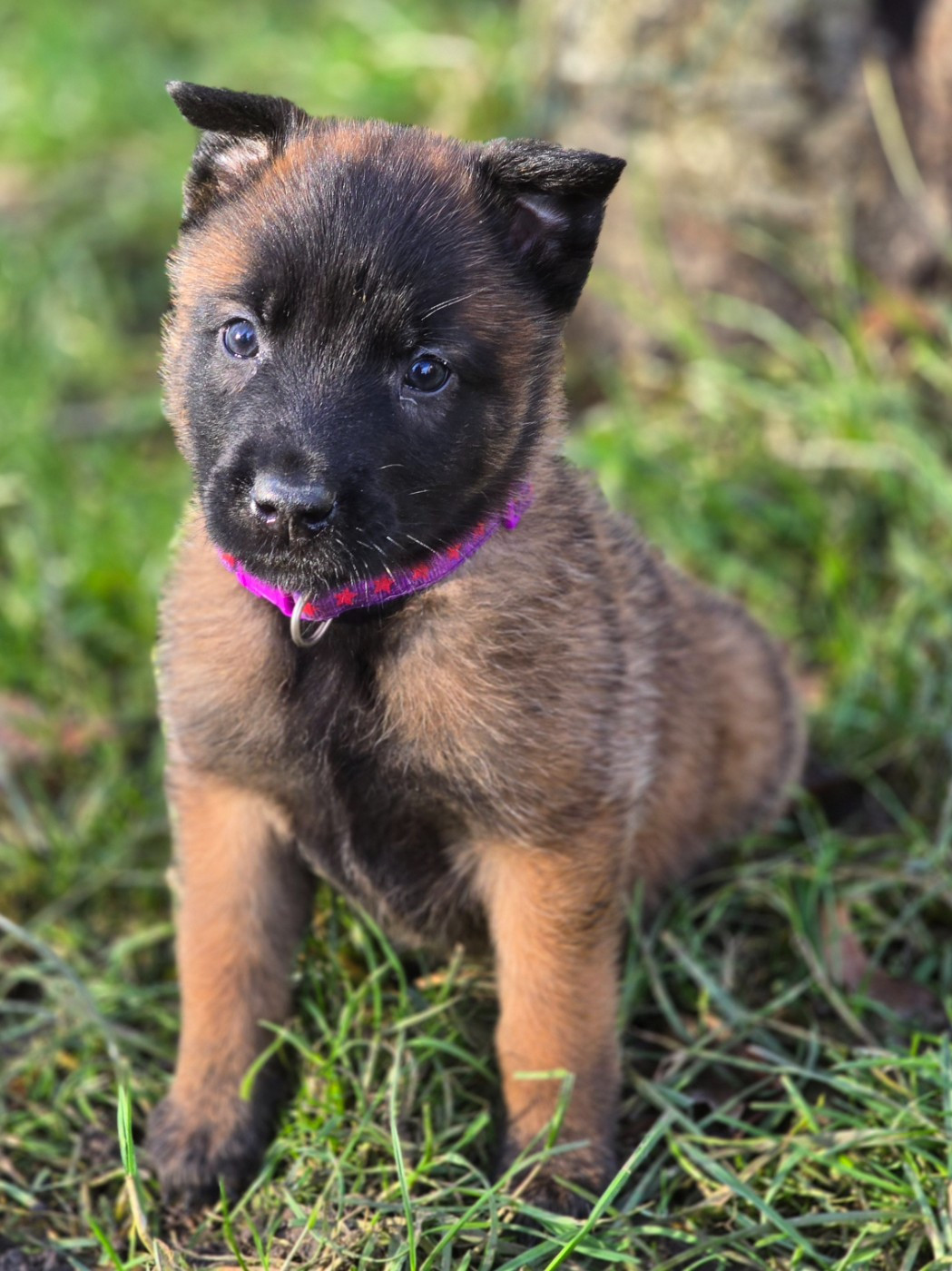 De La Forêt De L'espérance - Chiots disponibles - Berger Belge