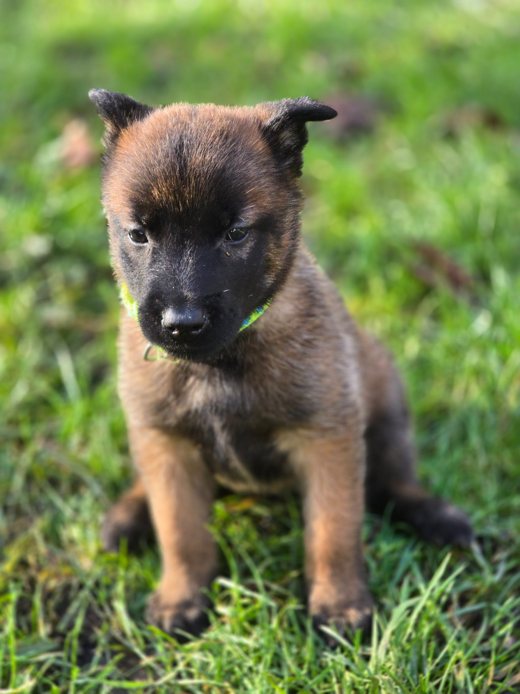 De La Forêt De L'espérance - Chiots disponibles - Berger Belge