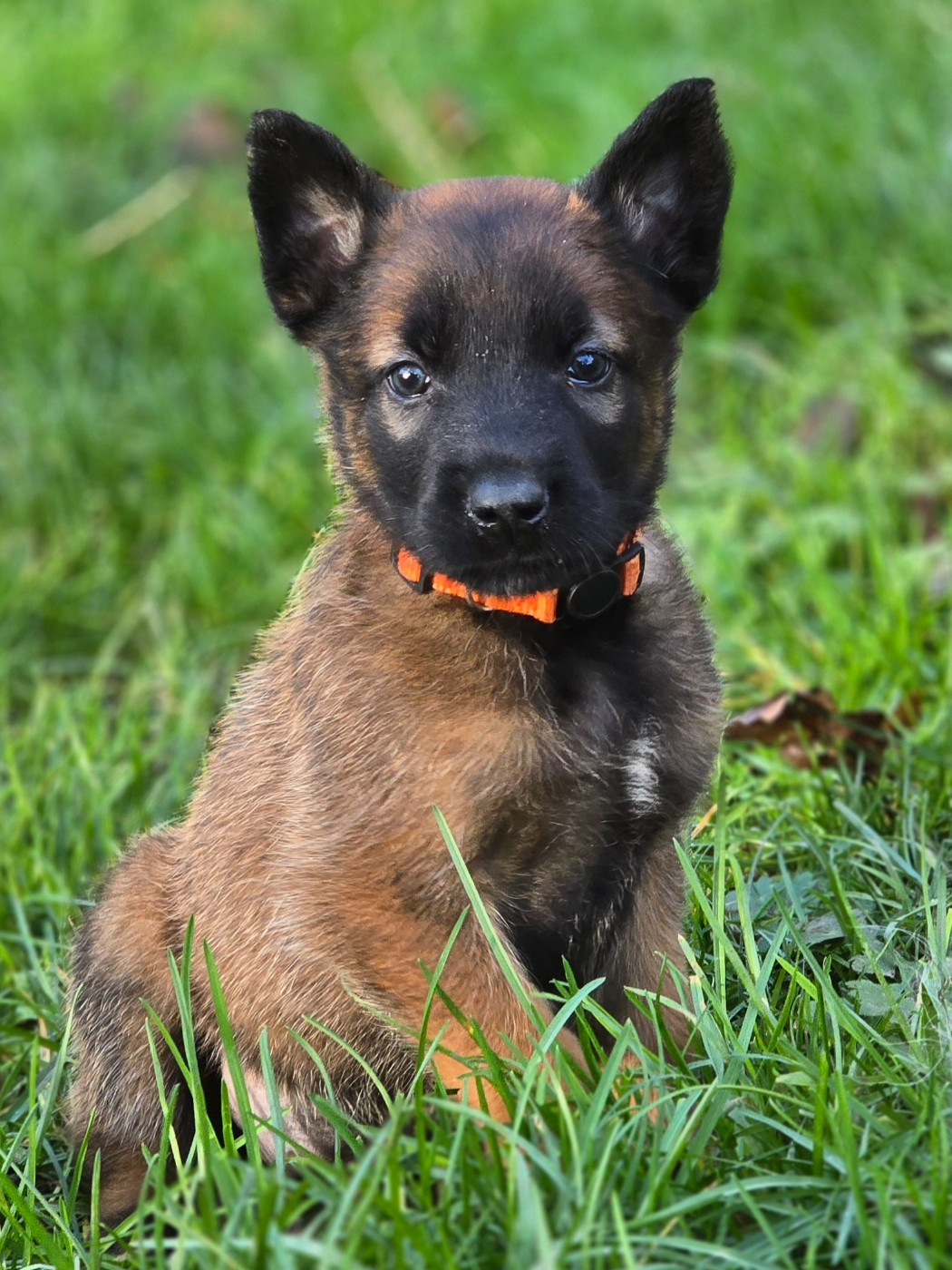 De La Forêt De L'espérance - Chiots disponibles - Berger Belge