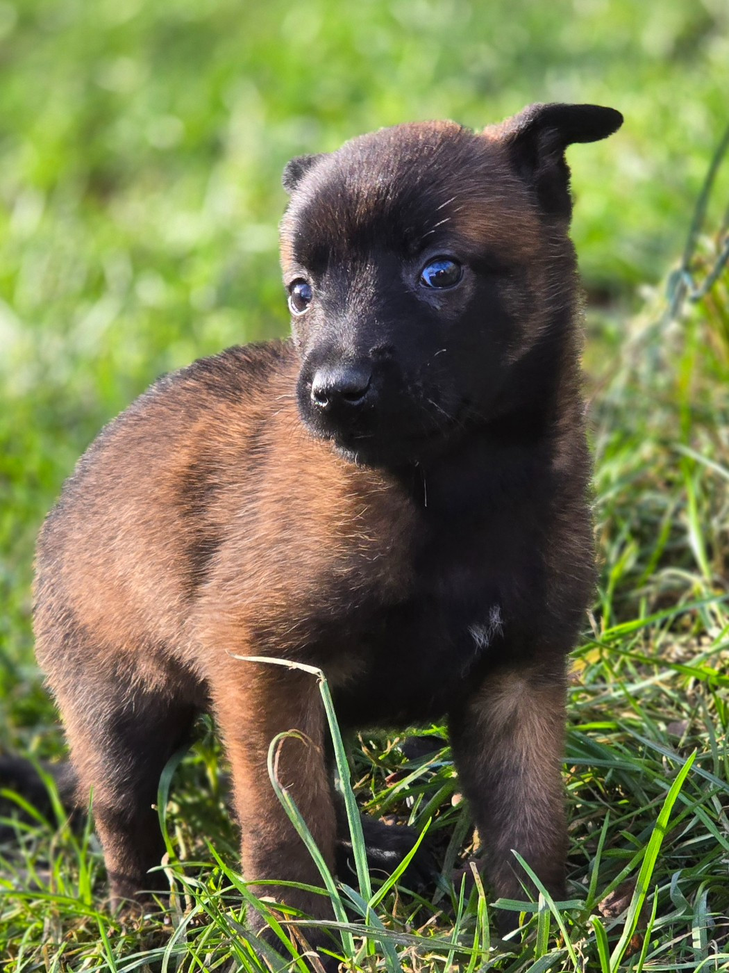 De La Forêt De L'espérance - Chiots disponibles - Berger Belge
