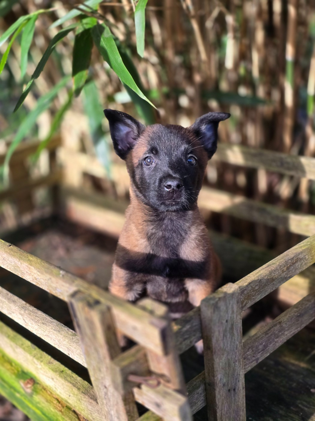 De La Forêt De L'espérance - Chiots disponibles - Berger Belge